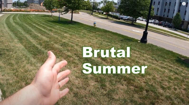 Cool Season Summer Lawn Tips | Crabgrass and Summer Fertilizer