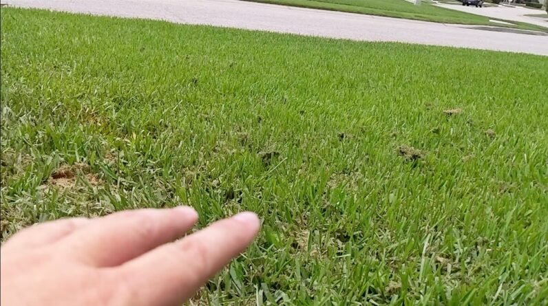 Smothered Lawn