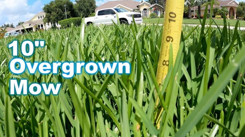 Taming My Overgrown Lawn After Hurricane Rains