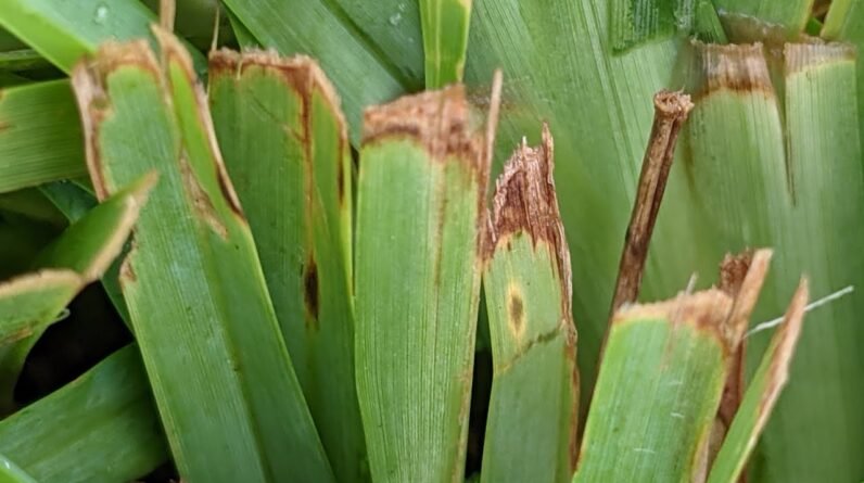 More St Augustine Grass Tips - LITERALLY - and Why Not To Be Too Concerned About It