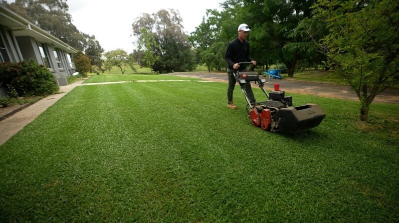 The Kikuyu is Looking Mint!! // PGR and Mow Time