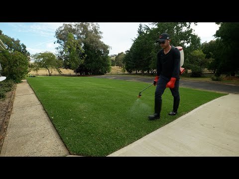 How I'm Killing Clover and other Weeds in My Lawn // Par 3 Update