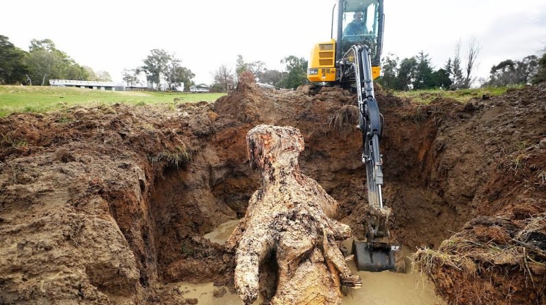 Pulling Out The Largest Stump I've Ever Seen!!