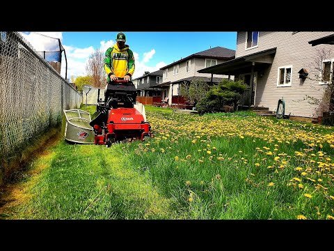OVERGROWN Lawn INFESTED With Dandelions Gets A Satisfying TRANSFORMATION