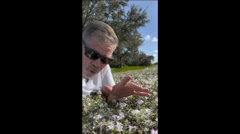 Florida Snow in Winter :: How ToGet Rid of Florida Pusley