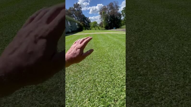 It’s time for a 10mm Kikuyu Lawn