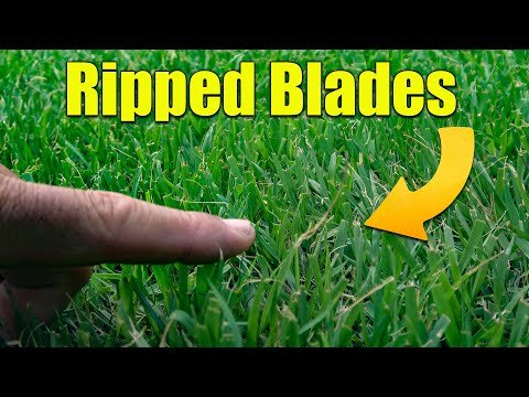 When to Sharpen Your Lawn Mower Blades