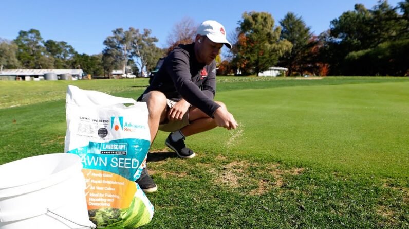 The ULTIMATE GUIDE to REPAIRING Bare Patches in Your Lawn // Seeding, Topdress or Plug?