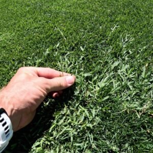 Control Wintergrass (Poa) in Your Lawn // Pre-Emergent