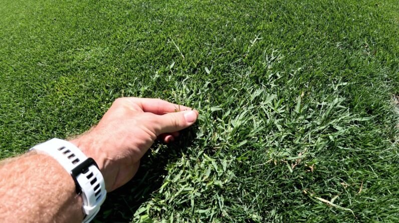 Control Wintergrass (Poa) in Your Lawn // Pre-Emergent