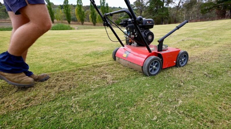 Filling in Bare Patches Quickly For Free // Lawn Sprigging