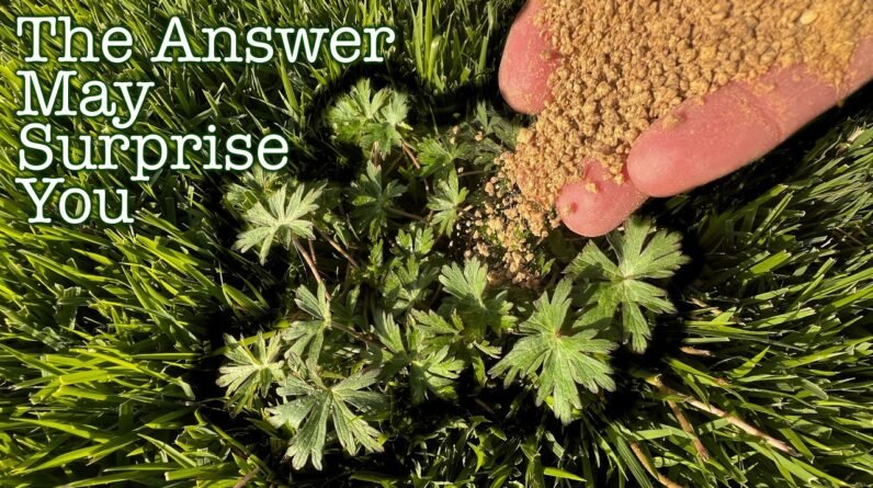 Does Fertilizing the Lawn Also MAKE WEEDS GROW? ☘️ 🌱
