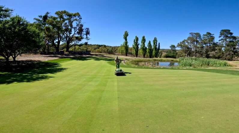 A Fun Day on my Backyard Golf Green // SA Lawn