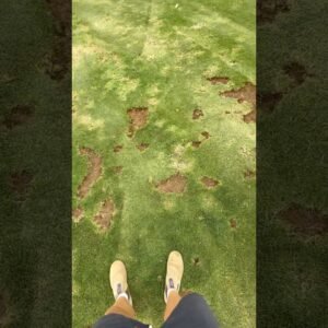 Pulling out Huge patches of unwanted Bent Grass