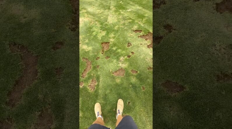 Pulling out Huge patches of unwanted Bent Grass
