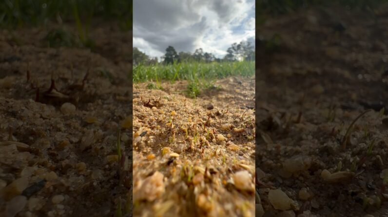 Lawn Seed Germination DAY 5