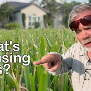 This Is Infecting 10 Lawns in My Neighborhood - What Is It? // Lawn Detective