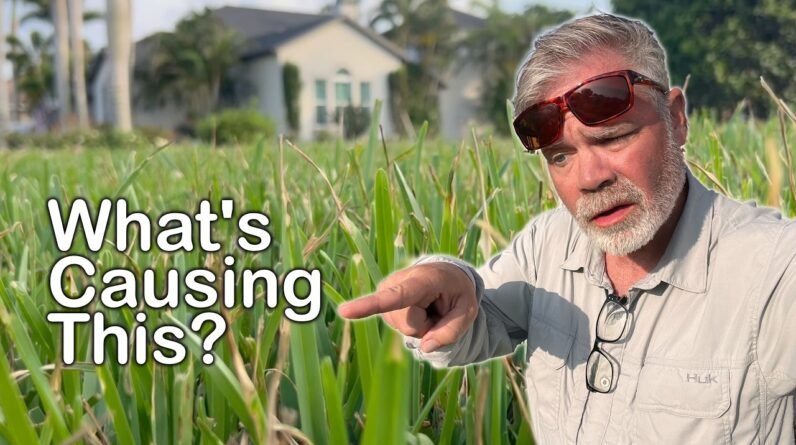 This Is Infecting 10 Lawns in My Neighborhood - What Is It? // Lawn Detective