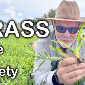 What is WARM SEASON GRASS ?? What's Great About It ??