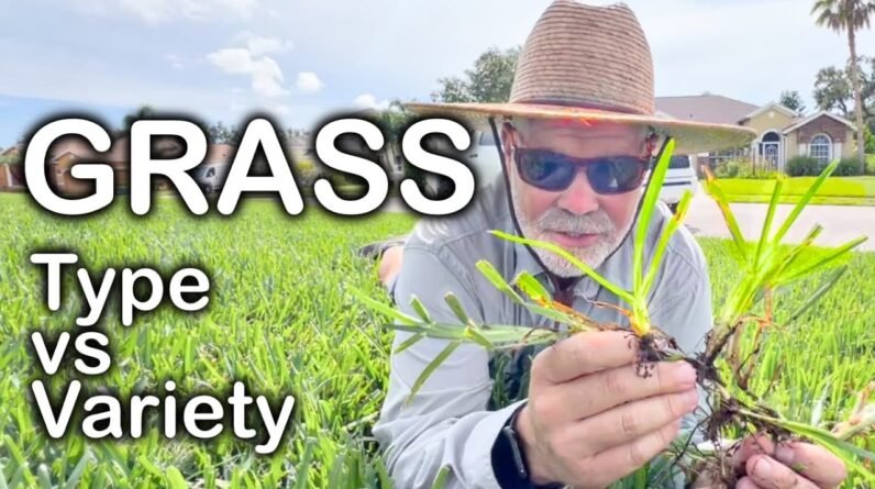 What is WARM SEASON GRASS ?? What's Great About It ??