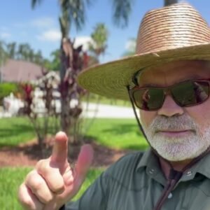 Do Not Buy These Palms For Your House - Chill Weed Burning Vlog Day - Lawn Care Nut