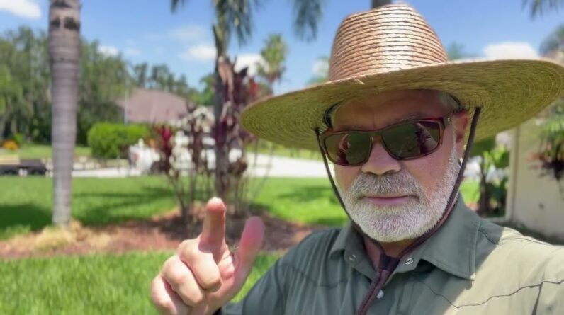 Do Not Buy These Palms For Your House - Chill Weed Burning Vlog Day - Lawn Care Nut