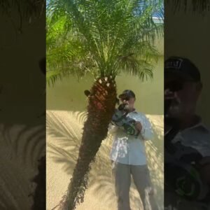 Trimming Palms With Chainsaws