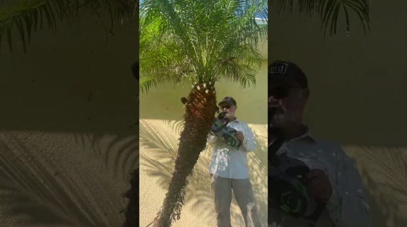 Trimming Palms With Chainsaws