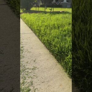 Which Is Better? String vs Bladed Edger #lawn #lawncarenut