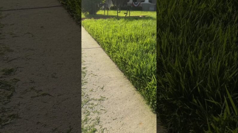 Which Is Better? String vs Bladed Edger #lawn #lawncarenut