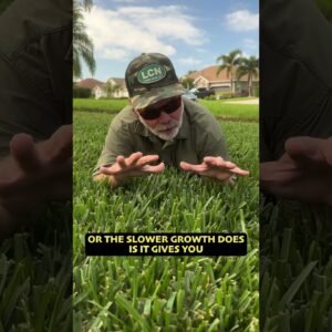 Best Grass For Texas? #texas #lawncare