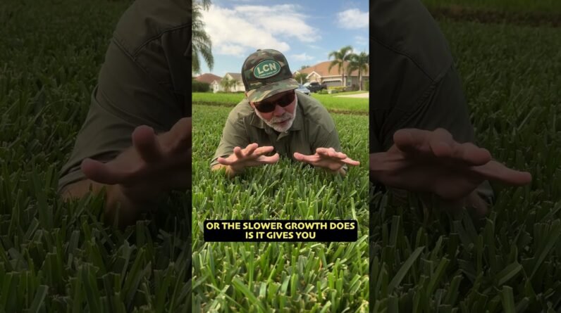 Best Grass For Texas? #texas #lawncare