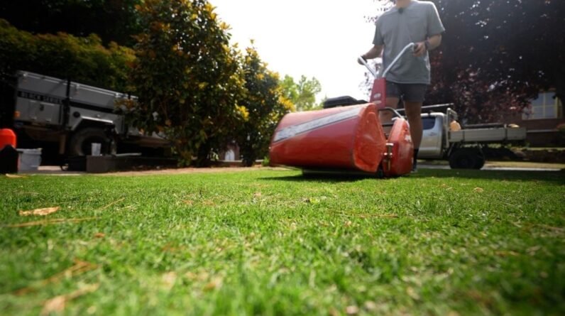 First Mow on the TifTuf Couch After Renovation at 10mm