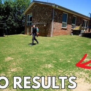 Lawn Renovation Results 2 Weeks Later