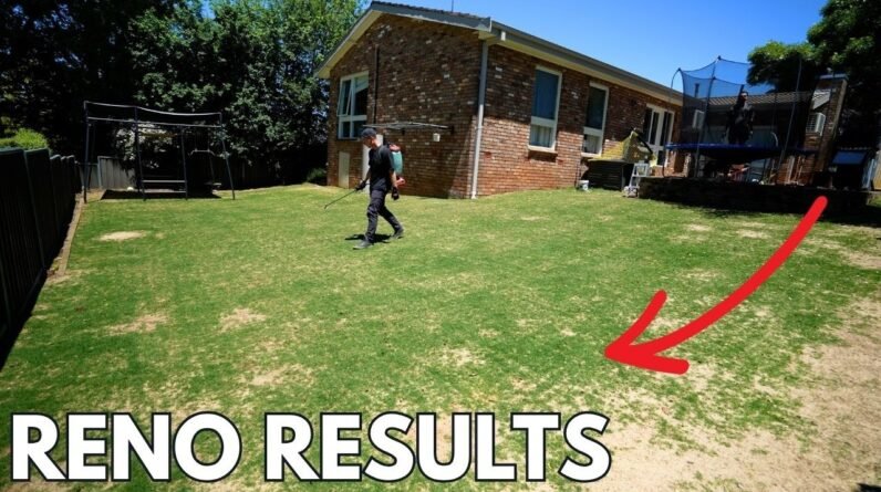 Lawn Renovation Results 2 Weeks Later