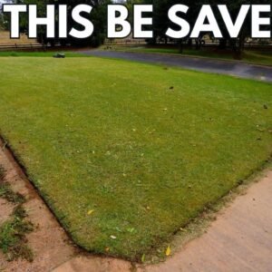 Can we fix all the issues with this Lawn?