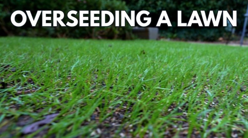 First Mow On My 14 day Old Seed?! // Bermuda Couch Overseed