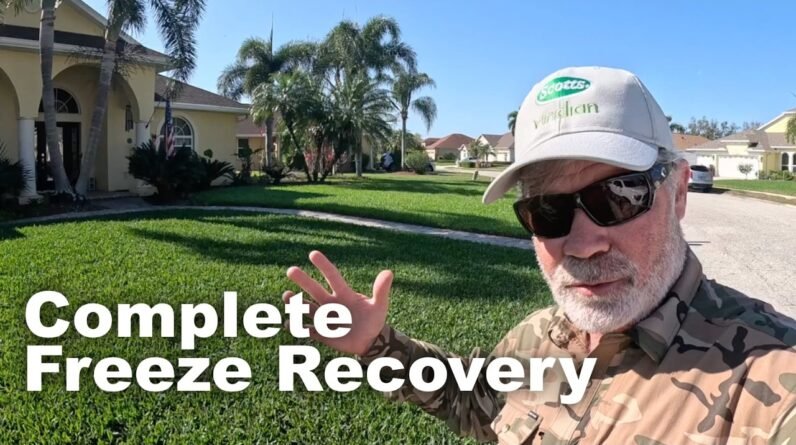 Greenest St Augustine On The Market - Freeze Recovery Magic