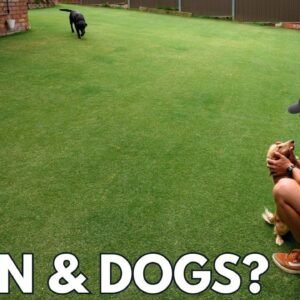 My Lawn Looks This Good With 3 Dogs?!