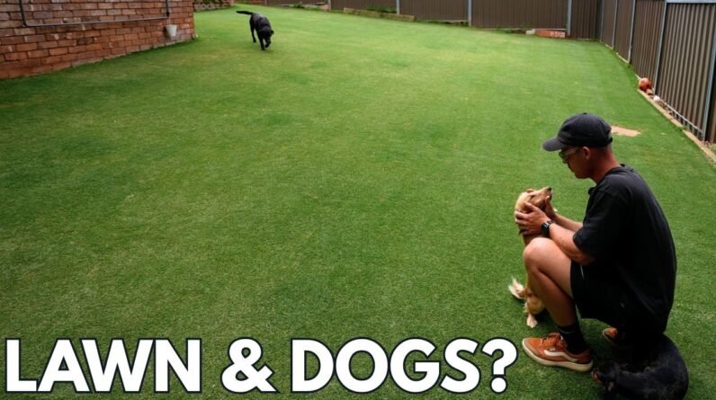 My Lawn Looks This Good With 3 Dogs?!