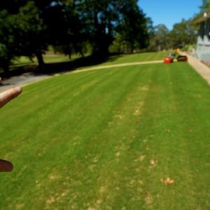 How I'm Helping This Lawn Fill Out in 4 Weeks