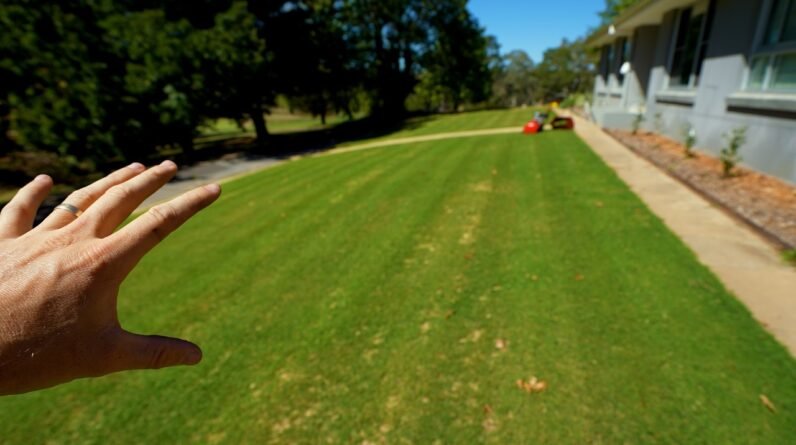 How I'm Helping This Lawn Fill Out in 4 Weeks