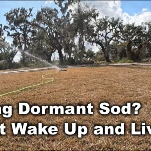 Ok To Plant Dormant Sod? Will Dormant Sod Planted in Winter Survive?
